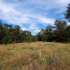 Landscape pine forest and beautiful sky. Field and forest. Clouds in the sky against the background of a pine forest. Natural landscape.