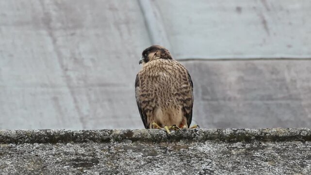 A cute baby Peregrine Falcon, Falco peregrinus, is looking around waiting for the parent birds to come back with food and feed it. The nest is on a Catherdral roof.