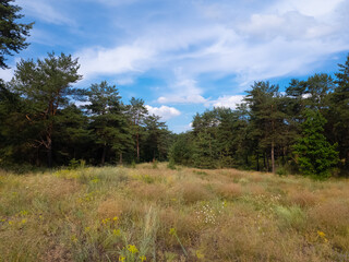 Landscape pine forest and beautiful sky. Field and forest. Clouds in the sky against the background of a pine forest. Natural landscape.