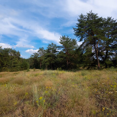 Obraz premium Landscape pine forest and beautiful sky. Field and forest. Clouds in the sky against the background of a pine forest. Natural landscape.