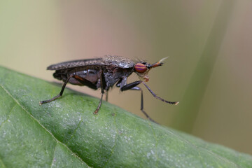 Coremacera marginata is a species of fly in the family Sciomyzidae