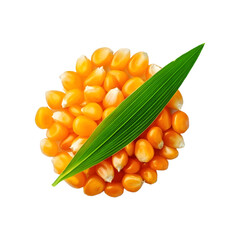 Corn seed with leaf on transparent background