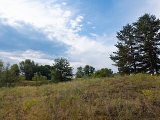 Landscape pine forest and beautiful sky. Field and forest. Clouds in the sky against the background of a pine forest. Natural landscape.