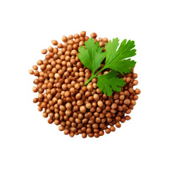 Fresh coriander seed with leaf on transparent background