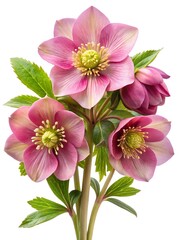 Pink flower with a green stem