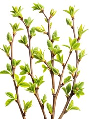 Obraz premium Bunch of green leaves on a tree