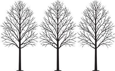Silhouette of bare trees in monochrome: A striking graphic of three tall trees, their stark silhouettes a testament to nature's elegant design, standing in monochrome against a simple backdrop.