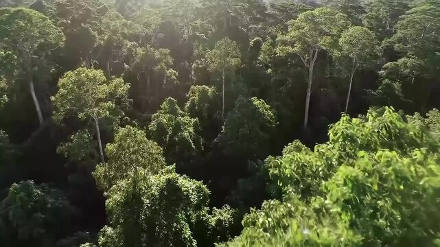 Lush green rainforest canopy