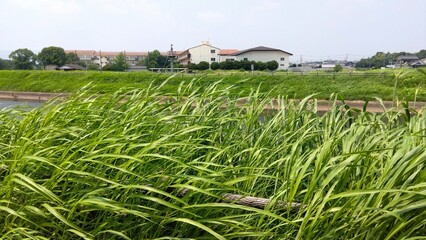夏の風に吹かれる放水路土手のセイバンモロコシと小学校風景