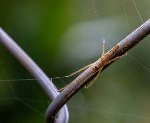 Macro photo of a Silver stretch spider.