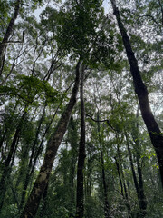 Looking up through the canopy of a dense forest,showcasing tall trees reaching towards the sky