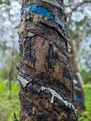 Cuts made on a rubber tree for collecting latex