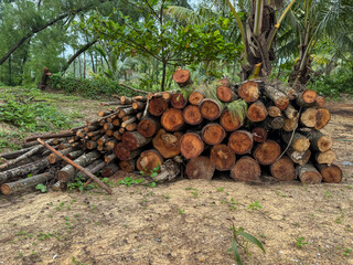 Piled up wooden logs with greenery at the background