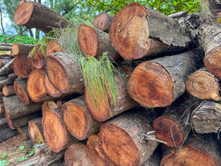 Close up shot of wooden logs with greenery at the background