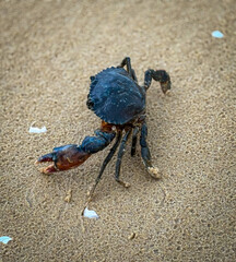 Close up shot of a injured blue crab at the beach