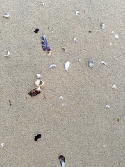 Colorful shells on the sand of a beach