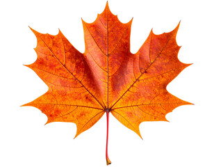 Fototapeta premium Single Maple Leaf with Autumn Colors, Top View PNG
