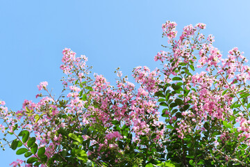 ピンク色の花　サルスベリ
