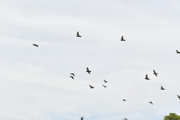 群れで飛ぶ鳩