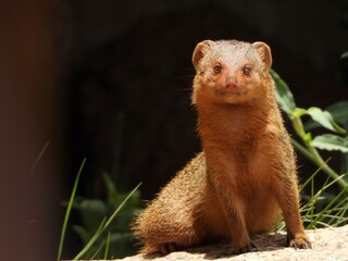 Mongoose in the Serengeti