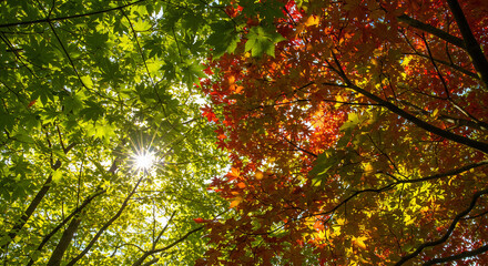 Sunlit Canopy: Green and Red Maple Leaves Against Blue Sky.