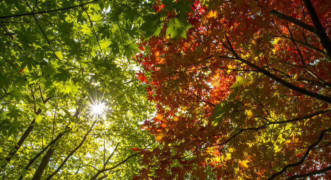Sunlit Canopy: Green and Red Maple Leaves Against Blue Sky.