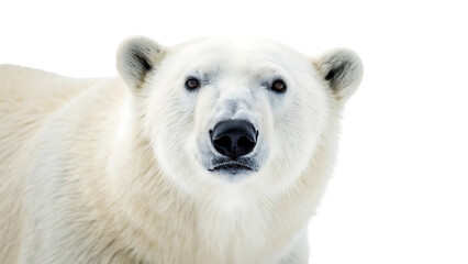 closeup portrait of white polar bear face looking at camera isolated on white background on white. arctic predator head funny north pole winter wildlife mammal nose card 94288872 1