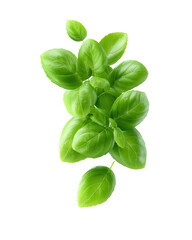 Obraz premium Fresh Basil Leaves on White Background