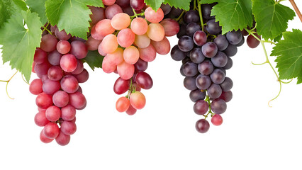Obraz premium grapes shine pink and red purple isolated on white background clusters show organic ripeness harvest brings fresh bunches healthy sweet fruit hangs from leafy branch agriculture 31223045 1