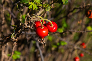 close-up of the rowan berries