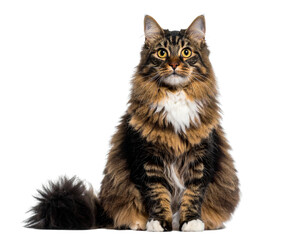 Curious Cat Looking Up with Big Eyes, Transparent Background