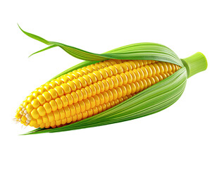 Fresh yellow corn on the cob food ingredient healthy eating produce on transparent background