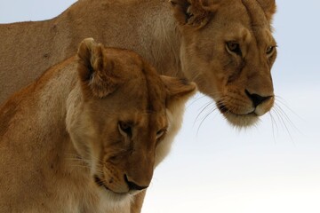 beautiful two lions in the Serengeti