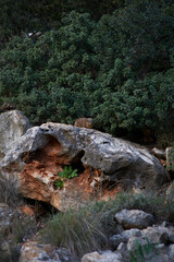 Fototapeta premium Rock rabbit on the nature in the evening