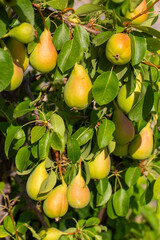 Fresh pears on the branch of the pear tree