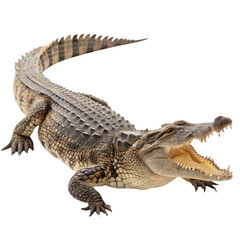 Nile Crocodile A Detailed Profile on transparent background