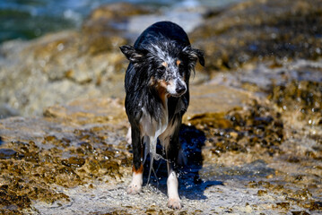 HRV, Kroatien, Brac, Insel in Dalmatien, Milna