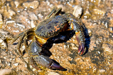 HRV, Kroatien, Brac, Insel in Dalmatien, Milna