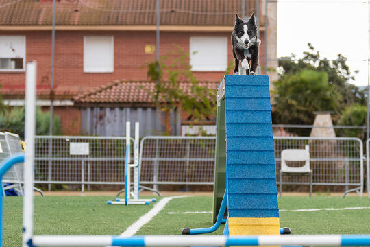 Dog navigates agility course while training at outdoor facility in sunny weather - Powered by Adobe