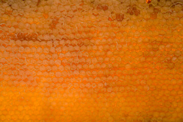 Honeycombs with sealed cells. Frame with natural honey. Honey production.