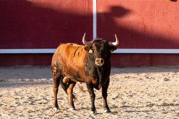 Strong brown bull standing proudly in the sunlit arena with a red backdrop during a summer afternoon