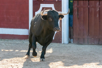 Bull running through an arena with a red background during a traditional event in a rural area