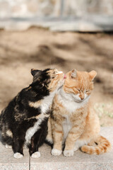 Naklejka premium two cats have romantic moment in the morning, somewhere in beijing, china