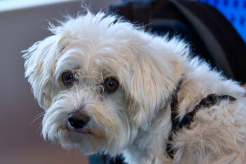 AUT, Hund, Hunde