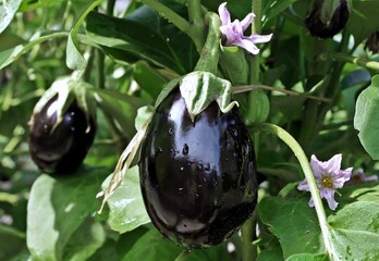 Ripe eggplant with flowers hanging on plant in summertime