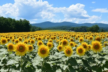 Obraz premium Sunflowers under warm sunset light in field setting. AI generative