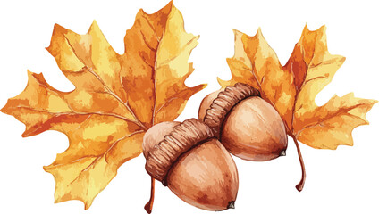 Watercolor Autumn Illustration with Acorns and Maple Leaves on White Background