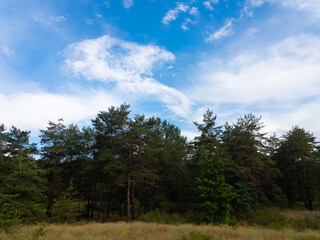 Landscape pine forest and beautiful sky. Field and forest. Clouds in the sky against the background of a pine forest. Natural landscape.
