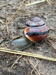 Macro shot  of a garden snail Helix aspersa moving across coarse sand. The snail's unique banded shell pattern is clearly visible. Focus on natural texture and detail.