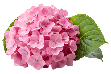 Close up of a delicate pink hydrangea flower with green leaves isolated on transparent background